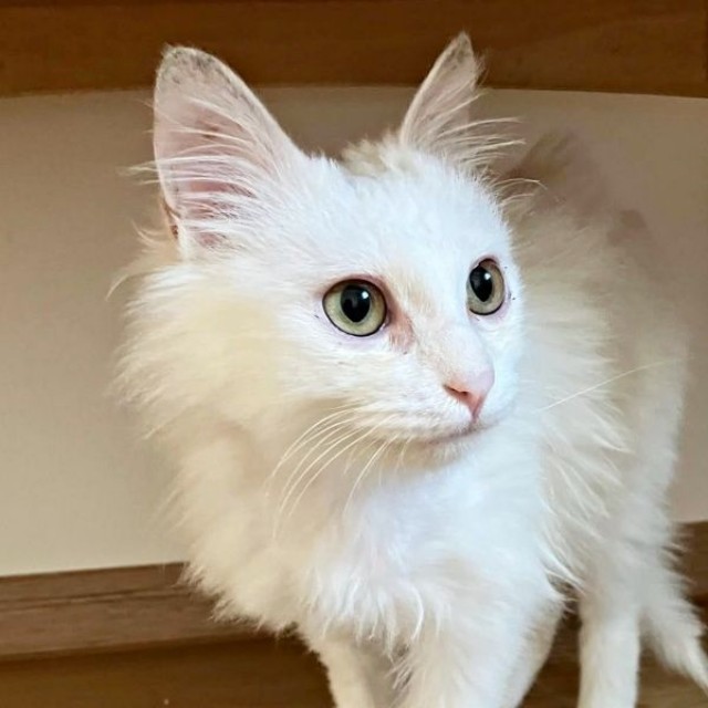 真っ白な被毛が美しいあめくん（画像提供：naoさん）