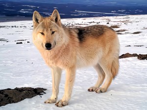 人は「盾」？　大型肉食獣から身を守る都会の野生動物の知恵　隠しカメラにくっきり