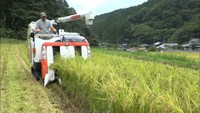 猛暑や大雨の影響少なく…特産のヒメノモチの刈り取り　岡山・新庄村