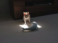 ぬいぐるみを日向ぼっこさせてあげるルルちゃん。なんだか神々しい雰囲気…（提供：る さん）