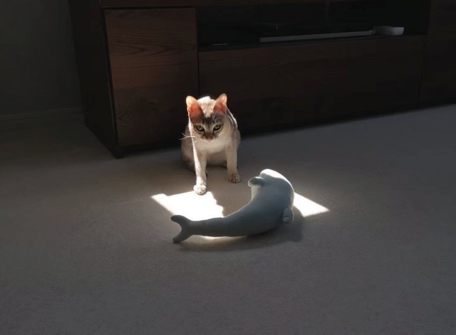 ぬいぐるみを日向ぼっこさせてあげるルルちゃん。なんだか神々しい雰囲気…（提供：る さん）