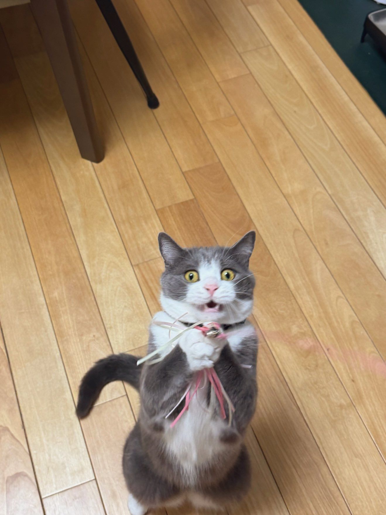 猫じゃらしをキャッチした瞬間の猫さんのお顔が！「あふれる歓喜と熱狂