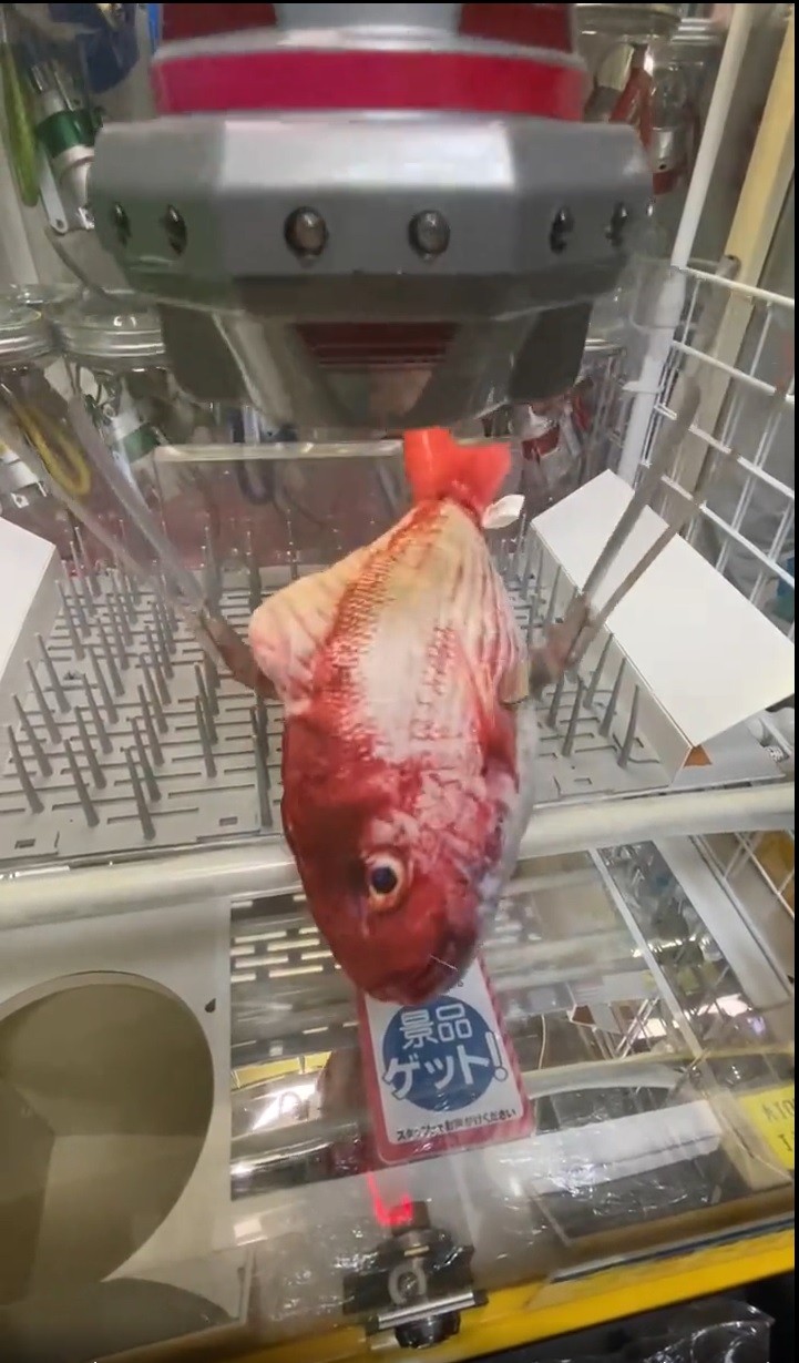 ゲーセンで女の子から貰った魚 ゲーセンで女の子から貰った魚