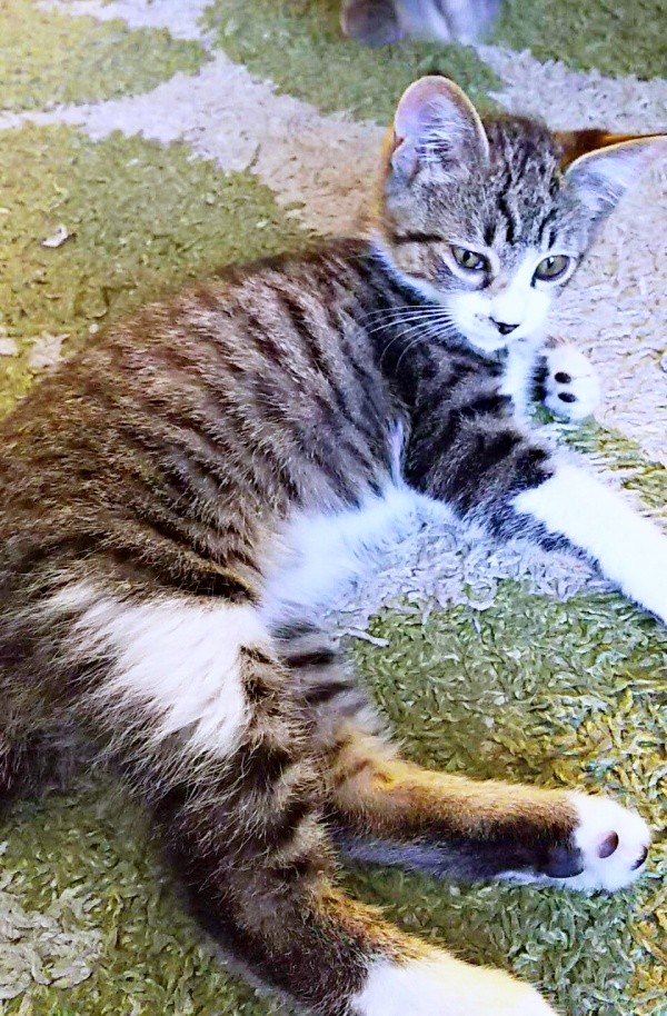 すくすくと成長していったまめたろくん（画像提供：まめたろさん）