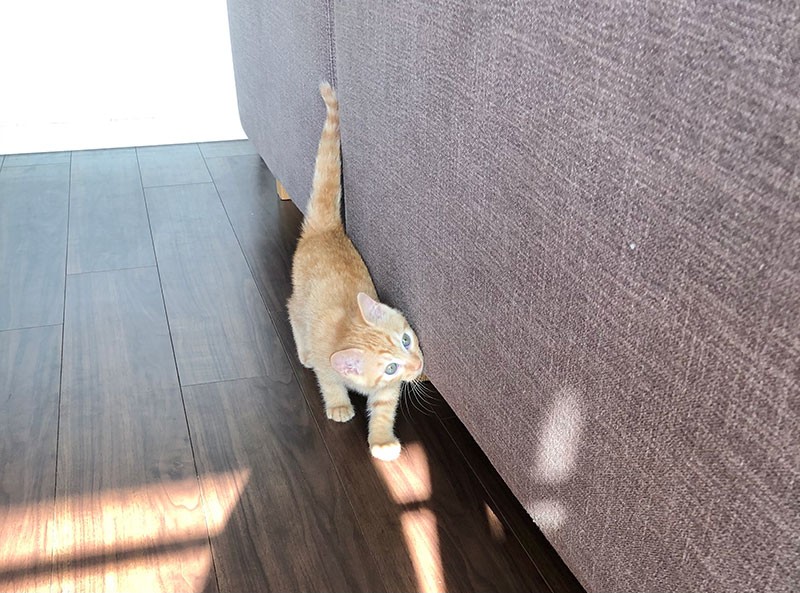 部屋の中をぴょこぴょこ飛び回って家族にちょっかいを出す（ゆきさん提供）