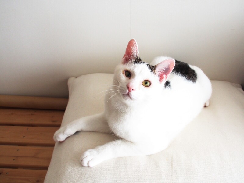 かなりしっかりした顔つきになってきた