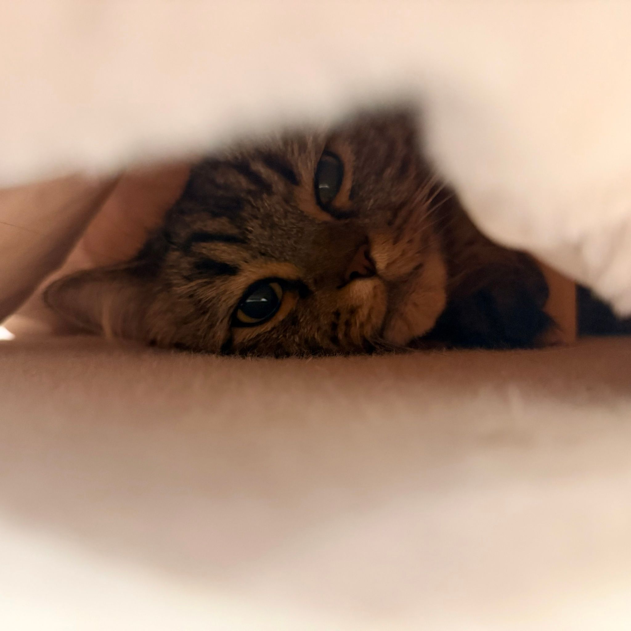 猫用コタツ「組み立て後3秒で吸い込まれていった」猫さん 「頭隠して