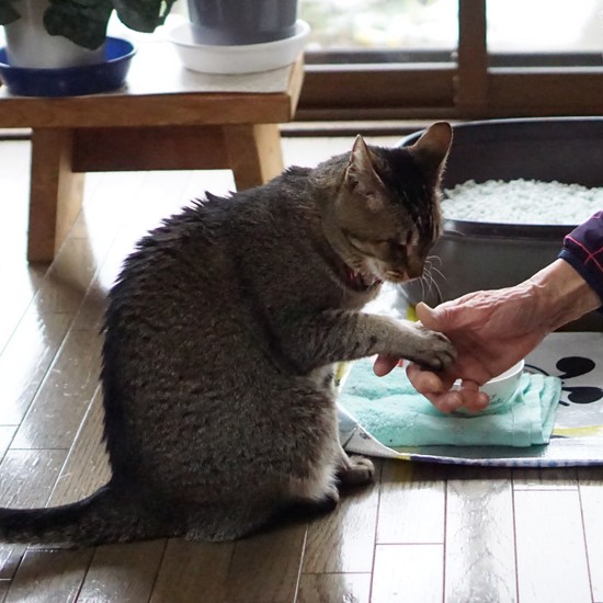 おやつの前に「お手」（おかわりもできるわよ）