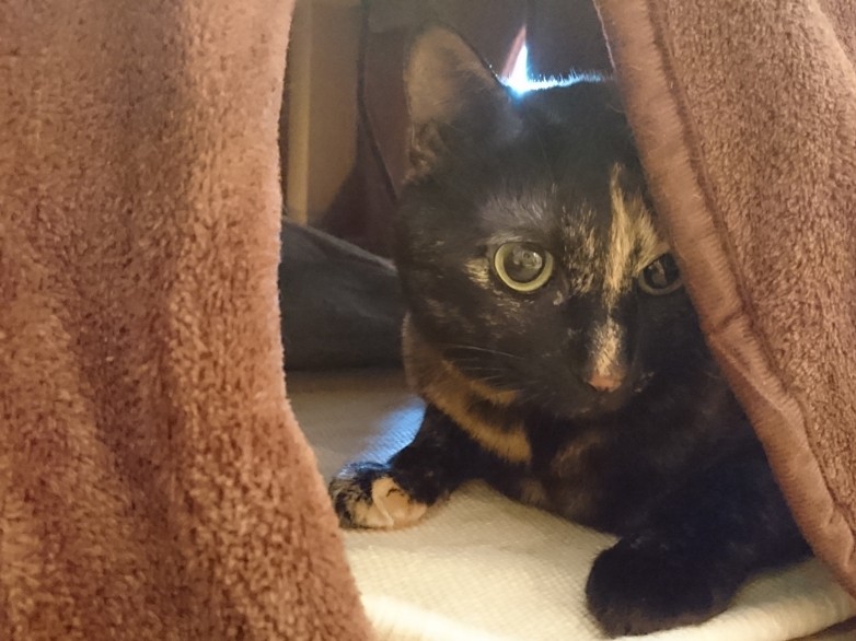 ひっかき事件で思い出す　遠い日の猫とナオちゃんのお母さん