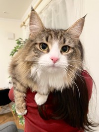 飼い主さんが見えなくなるほど、でっかくなりましたが…心は子猫？（「しろあんでっかい北欧猫」さん提供）