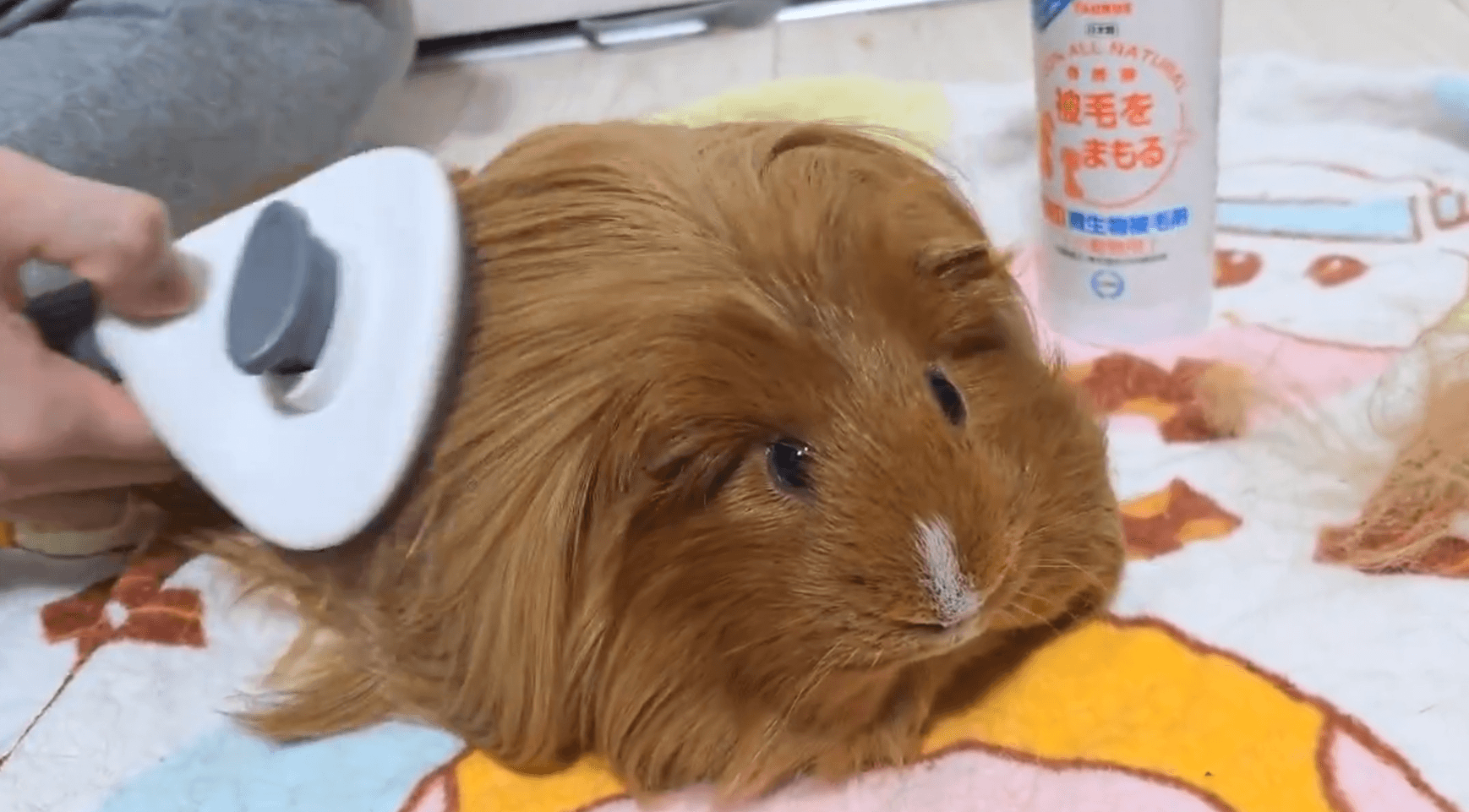 丁寧なブラッシングがツヤツヤの秘訣