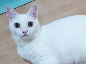 飼い主さんと楽しく遊んでいたのに、急に我に帰って真顔になる　ミックス猫「みるく」