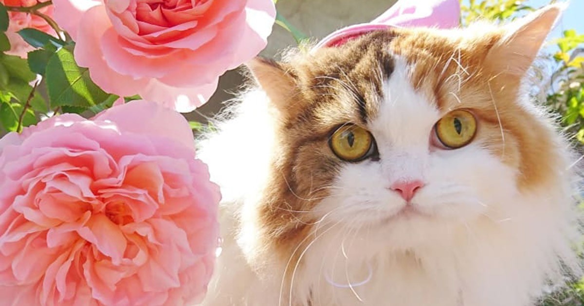 手作りの猫カメラで撮影中 スコティッシュの「キャンディ」 | 「犬や猫