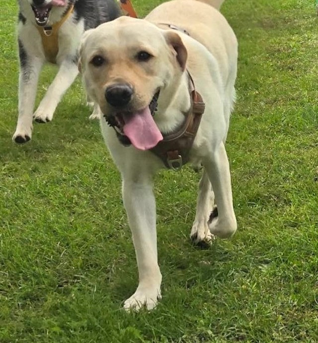 他のわんちゃんとも仲良くできるレアくん（画像提供：KRRRさん）