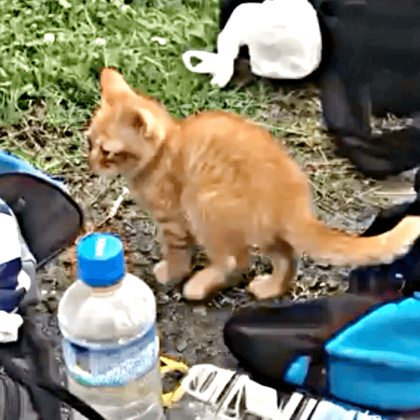 保護当時、川辺で息子さんの前に現れたポーチくん（画像提供：たいしおさん）