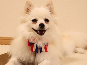 パパにシャンプーしてもらってピカピカ　ポメラニアンの「あん」