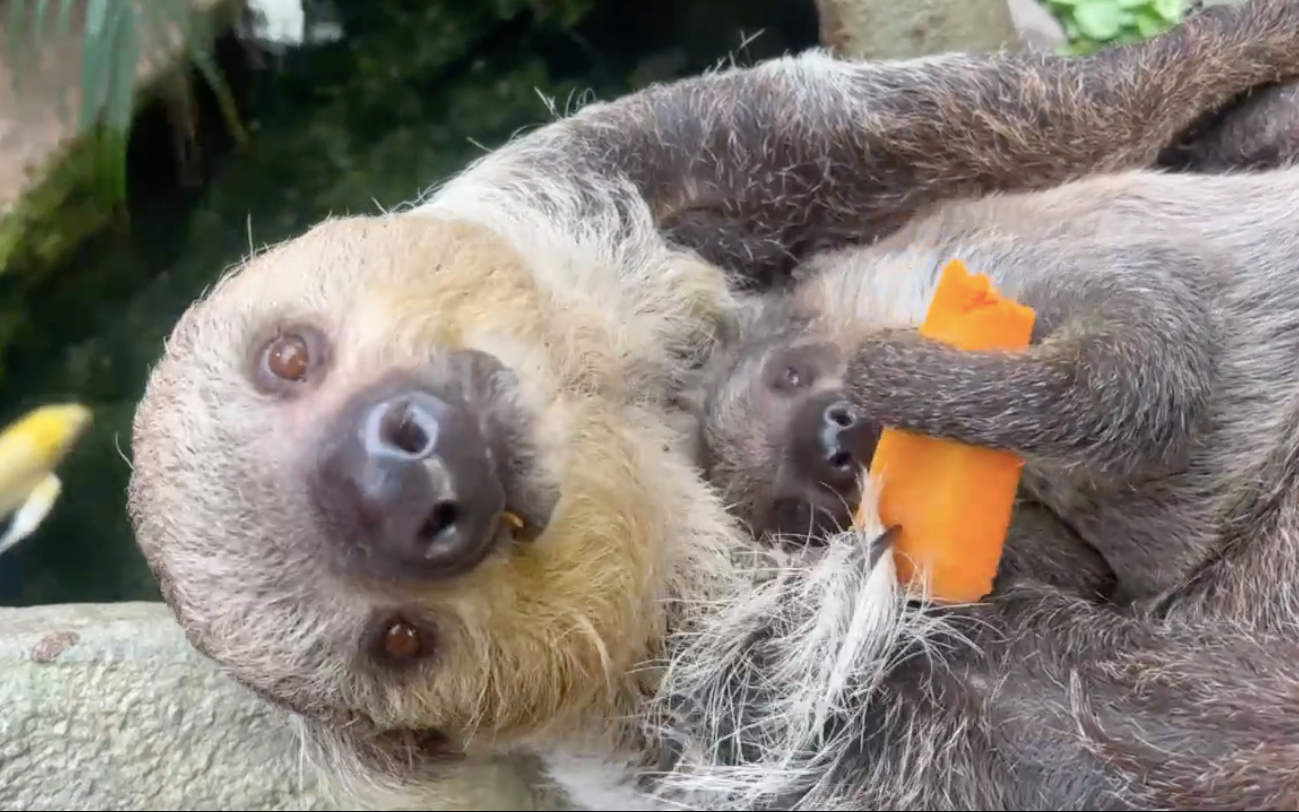 私にごはん、もう一度いただけるかしら？　と飼育員にせがむようなマロロ（那須どうぶつ王国のTwitterの動画のキャプチャ画像）
