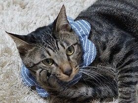 初対面の来客にシッポを膨らます愛猫　でも、おやつは大好き