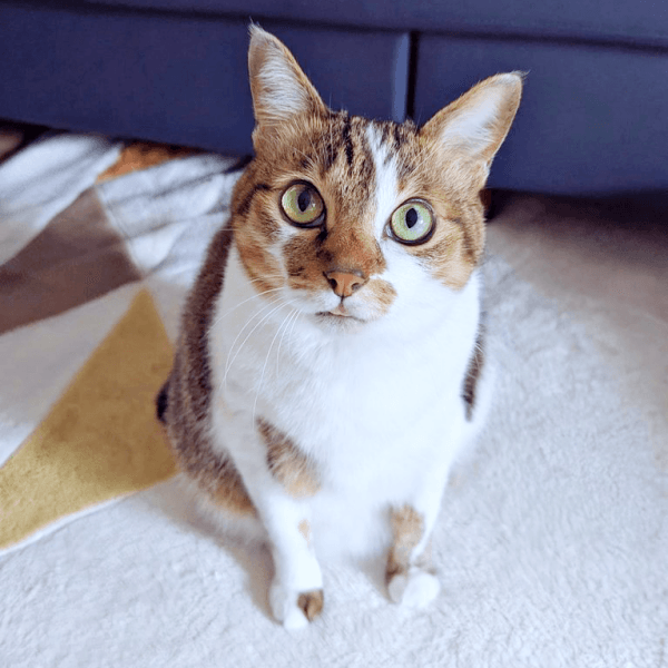 飼い主さんを見上げるつくねちゃん（画像提供：猫目さん）