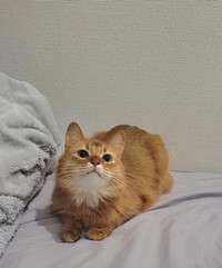 しぴちゃんは飼育放棄した元友人に「購入時と同額の費用」を支払って保護したそう（画像提供：しぴこめさん）