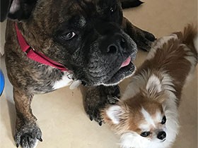 大好きなダダ兄ちゃんとおやつ待ち　チワワの「コタ」