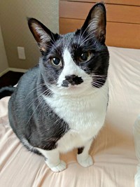 「朝だよ？」 飼い主さんのもとにやって来たひげちゃん（画像提供：こけむすさん）