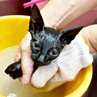 保護翌日、慎重に体を洗ってもらうジジちゃん（画像提供：なちゅふぉとさん）