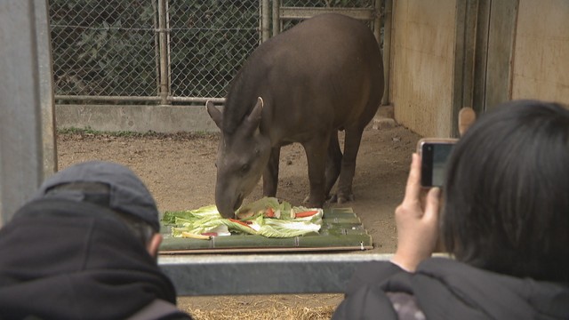 節分を前に動物たちに特別な「恵方巻き」プレゼント　岡山市・池田動物園