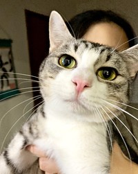 お迎えしてまもなく、姉猫のごはんをパクリしたサバシくん（画像提供：こいもちゃんさん）