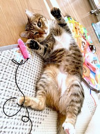 へそ天でくつろぐあんずちゃん（画像提供：アシメEYEあんずさん）