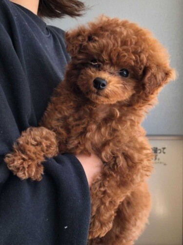 家にきたころの「ブラン」