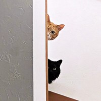 悪さする＆怖いときは結託！ （上）チャボくん、（下）すみちゃん。よく見ると階段には“ある物”が…。（画像提供：サユヤスさん）