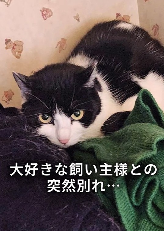 大好きな飼い主が亡くなり、置き去りにされていたハチワレ猫(「ワンハート大阪」さん提供、Instagramよりキャプチャ撮影)