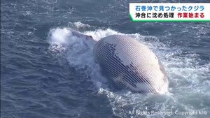 宮城・石巻沖で見つかったクジラ　撤去作業が始まる　沖合まで運び重りで沈める