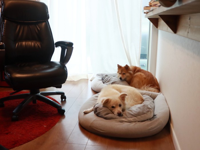 仕事部屋に来たり来なかったり