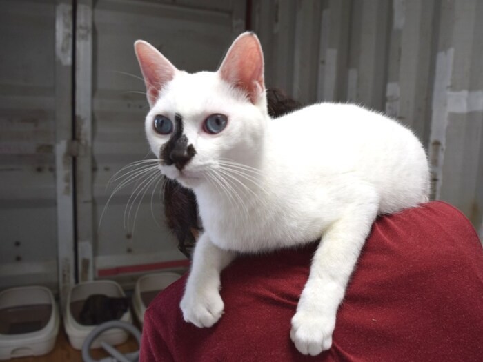 肩に乗るのが大好きな甘えん坊の猫