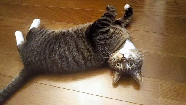 室内で飼われる猫。飼い猫の死因上位は腎不全だとされる