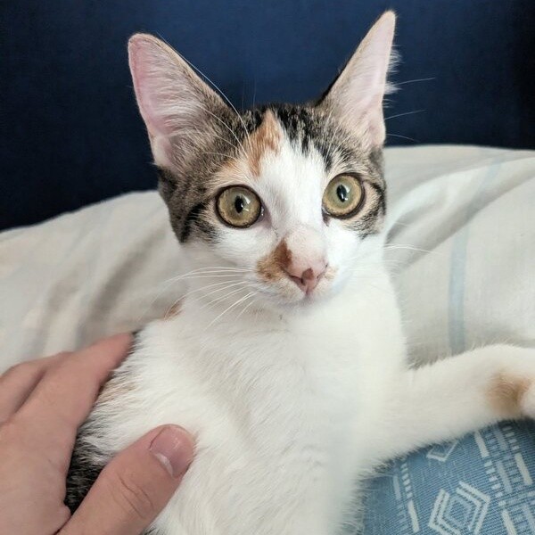 周囲の猫たちは気にしない ケージの上を悠然と歩く保護猫に一目