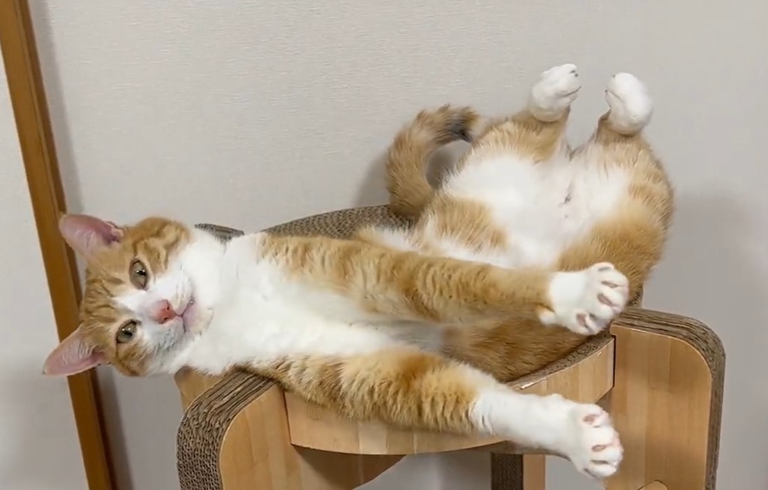 ネコチャンが咲く様子をご覧ください」猫が“開花”する奇跡の動画が話題