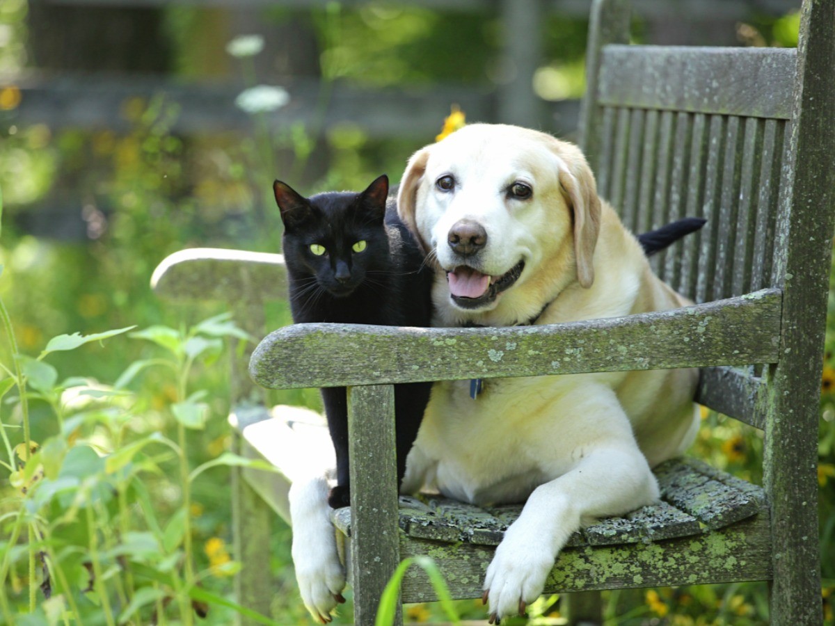 犬猫の殺処分、東京都ゼロに 昨年度、譲渡できる状態の犬猫 犬・猫との幸せな暮らしのためのペット情報サイト「sippo」