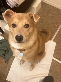 「あなたが期待の眼差しで見ているものは、歯ブラシです。食べられません。」というひと言とともに投稿された写真　（画像提供：あさぎさん）