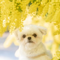 ミモザに包まれて、春をまとったすずめちゃん（画像提供：チワマルすずめさん）