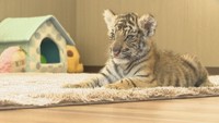 2月に生まれたベンガルトラの赤ちゃん
