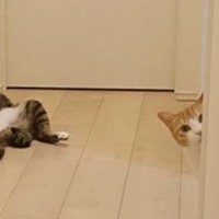 間違いなく何かが起こった！（提供：まめたろさん）※一部トリミング