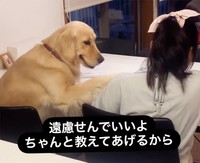 まるで家庭教師のようなゴールデンレトリバーのエマちゃん