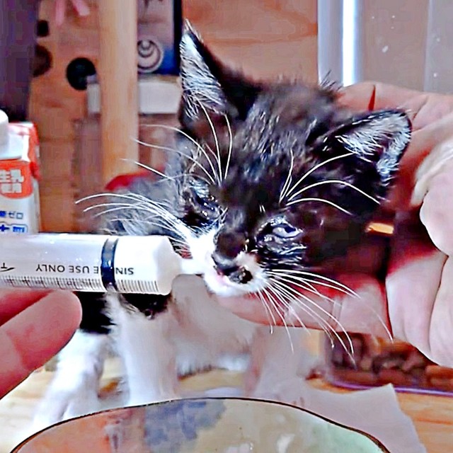 シリンジでミルクを飲むまぎちゃん（画像提供：hiro_8083さん）