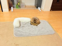 まさに、焼きおにぎり！ かまってもらえず、いじけてしまったこゆきちゃん（画像提供：こゆきさん）