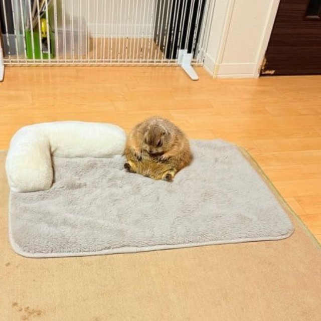 まさに、焼きおにぎり！ かまってもらえず、いじけてしまったこゆきちゃん（画像提供：こゆきさん）