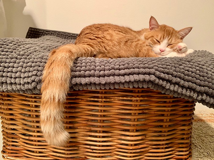 寝てても名前を呼ぶとシッポを動かすごろりん