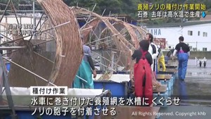 養殖ノリの種付け作業が始まる　海水温上昇も例年並みの生産量を目指す　宮城・石巻市